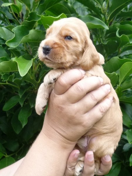 31 - 6.pejsek (sv. zelená).JPG